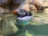 An Atlantic puffin in the Seabirds Between Worlds exhibit at the Maritime Aquarium in Norwalk during a ribbon cutting ceremony on June 11, 2026.