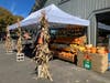 Seasonal decorations set up at Stew Leonard's at 100 Westport Avenue in Norwalk on Sept. 15, 2026.