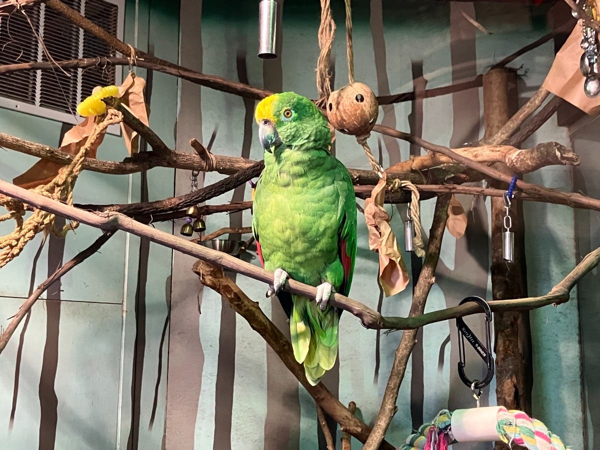 Rare Blue Lobster, Parrot Among New Animals At The Maritime Aquarium In Norwalk: PHOTOS