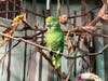 A yellow-crowned Amazon parrot at the Maritime Aquarium in Norwalk on Sept. 24, 2026.