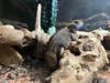 A dwarf shield-tailed agama at the Maritime Aquarium in Norwalk on Sept. 24, 2026.
