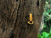 A poison dart frog at the Maritime Aquarium in Norwalk on Sept. 24, 2026.
