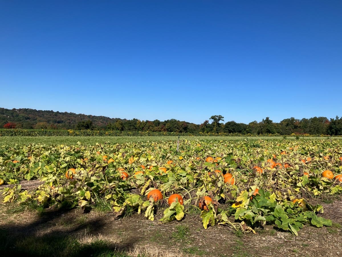 Jones Family Farms' Pumpkinseed Hill Farm, located at 120 Beardsley Road in Shelton, on Oct. 3, 2026.