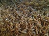 Meal worms produced by Biotrophics and Instar Farm