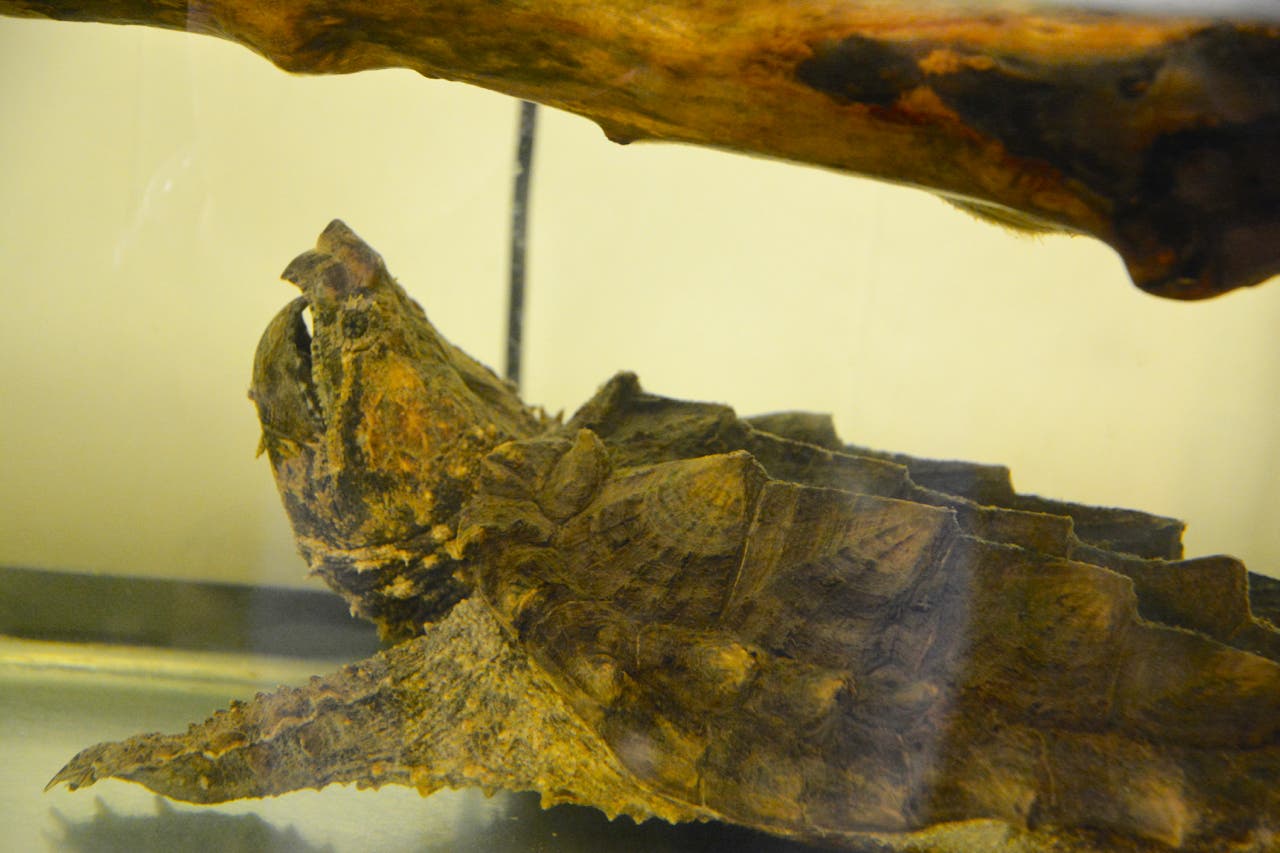 Thinking About a New Pet? Check Out Scales and Tails in Lakewood