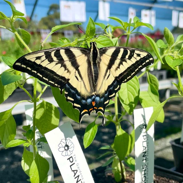 The Gardens at Heather Farm Plant Sale 🌱