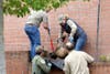 California Fish and Wildlife officers corral a mountain lion Monday morning in downtown Santa Rosa.