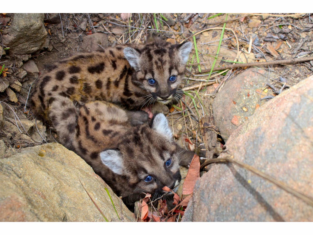 https://patch.com/img/cdn20/users/22880694/20170829/054348/styles/raw/public/processed_images/newmountainlionkittens-national-park-service-1504042900-7717.jpg