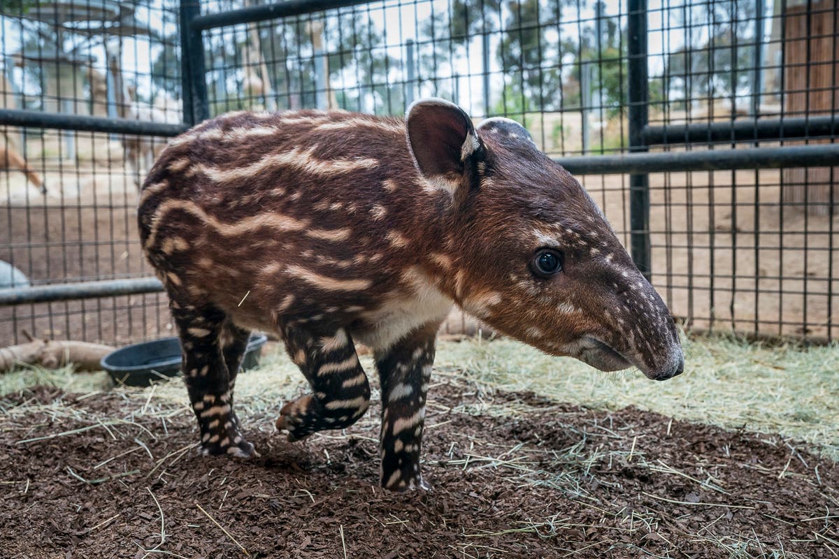 https://patch.com/img/cdn20/users/22880694/20180627/035858/styles/raw/public/processed_images/tapirbaby_002_lg-1530129477-3475.jpg