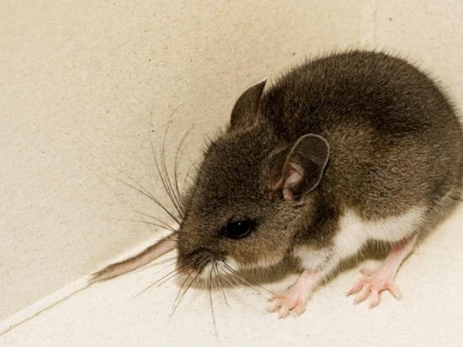Multiple mice collected by Vector Control have tested positive for the virus in areas of north and east county, including Fallbrook, Boulevard, Bonsall, 4S Ranch and Potrero, since January.