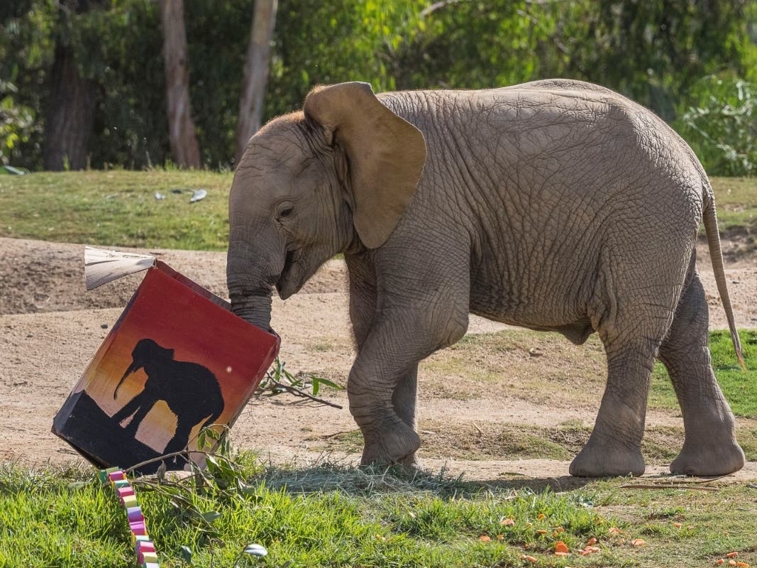 The San Diego Zoo's Safari Park's celebration of the first birthday of its elephant Umzula-zuli as well as World Elephant Day were opportunities to raise awareness about the decline in elephant populations, zoo officials said.
