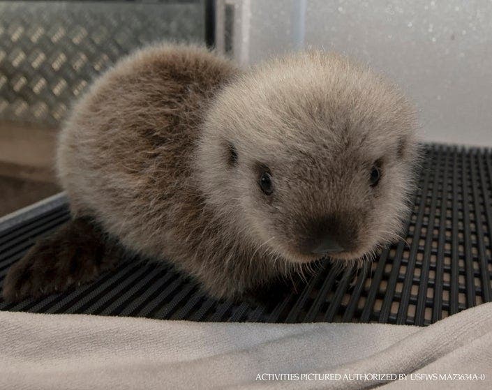 SeaWorld San Diego's animal rescue team is caring for a 5-week-old northern sea otter that was found stranded near Homer, Alaska.