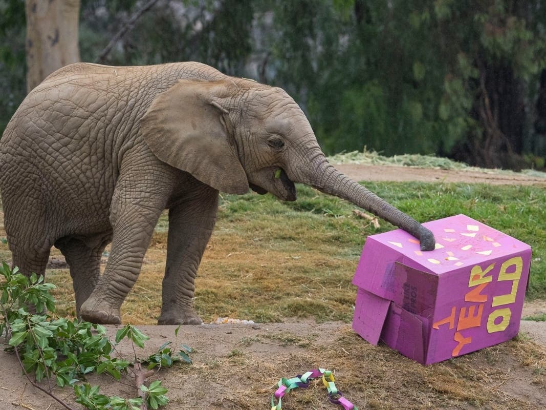 The San Diego Zoo's Safari Park in Escondido held birthday celebrations Thursday for calf Mkhaya, nicknamed Kaia, and her older brother Inhlonipho, nicknamed Neepo, featuring birthday cakes made of ice and fruit, paper streamers and decorated boxes.