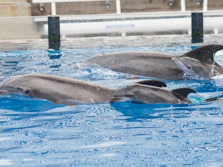 The two dolphin calves, born to 21-year-old Malibu and 16-year-old Maggie, arrived at 3:50 p.m. Wednesday and 1:14 a.m. Thursday morning, according to the theme park. 