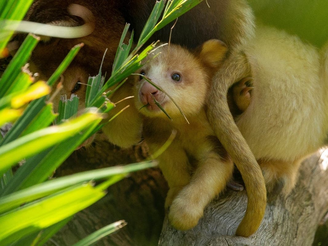 Kangaroo joey peeking from mom's pouch at the San Diego Zoo Safari Park.