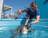 The turtle, named Donatello, was rescued last month while stranded on a beach near Eureka.