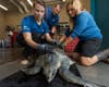The turtle, named Donatello, was rescued last month while stranded on a beach near Eureka.