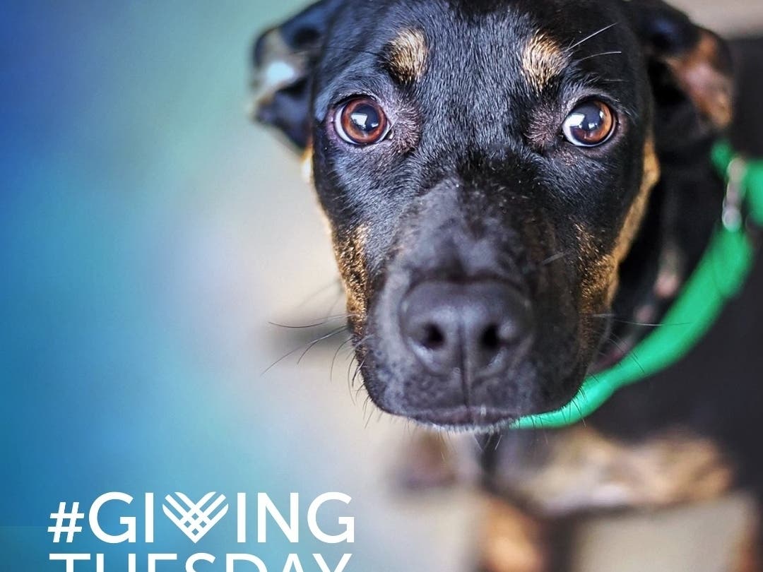 According to Humane Society officials, donations will help the organization provide care to nearly 50,000 animals countywide in 2020.