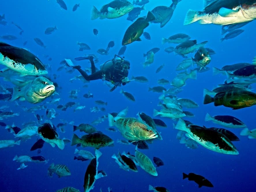 documenting successful species conservation and recovery efforts for the Nassau grouper near the Cayman Islands.
