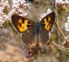 The Fish and Wildlife Service first identified the butterfly as a potential candidate for Endangered Species Act protection in 1984.