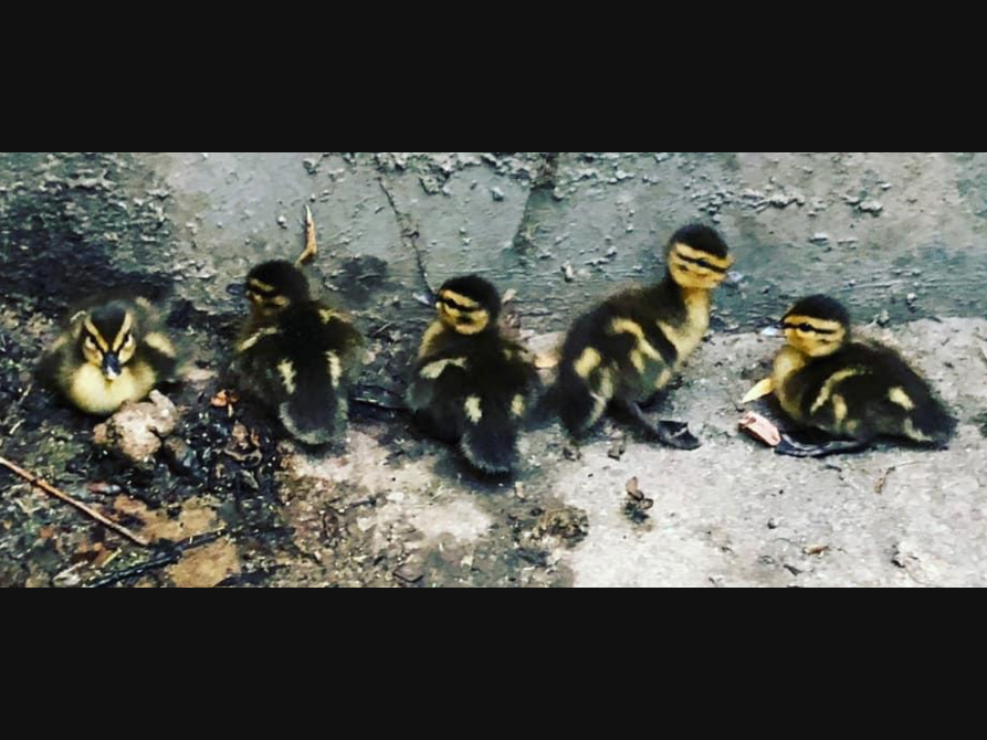 The ducklings were found stuck in Moreno Valley.