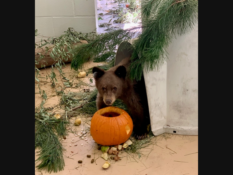 San Diego Humane Society's Project Wildlife program is the primary resource for wild animal rehabilitation and conservation education in San Diego County.