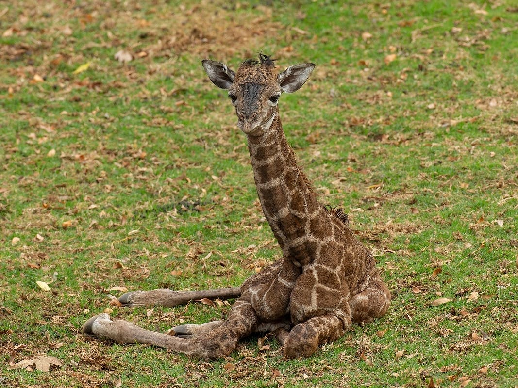 Wildlife care specialists at the San Diego Zoo Safari Park have announced the birth of the Safari Park’s first giraffe calf of 2022. 