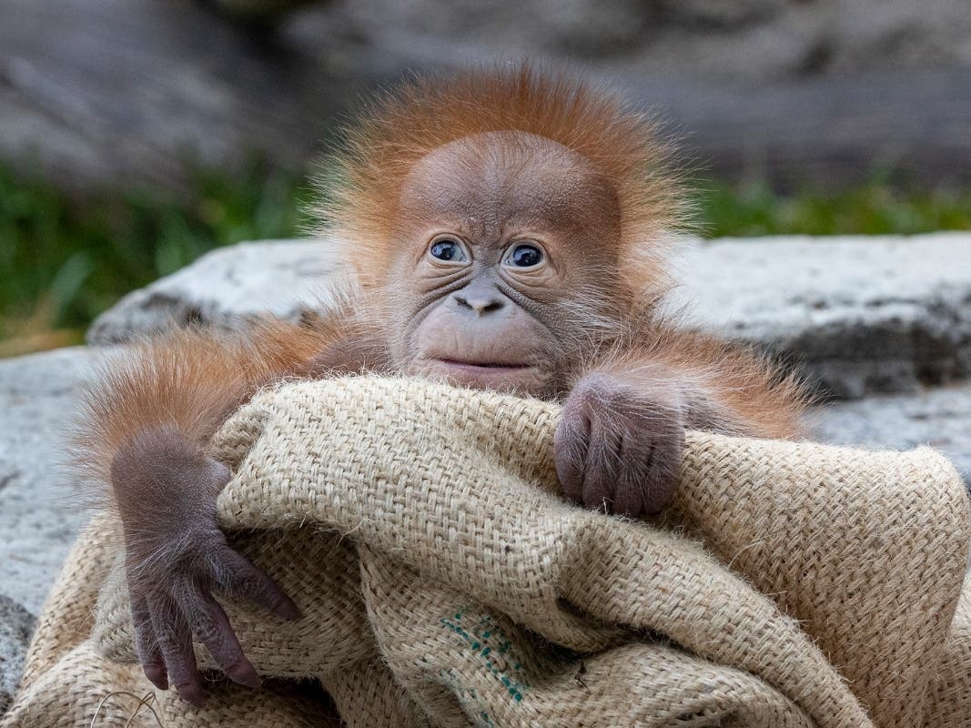 Male orangutan infant, Kaja, in his habitat at the San Diego Zoo.