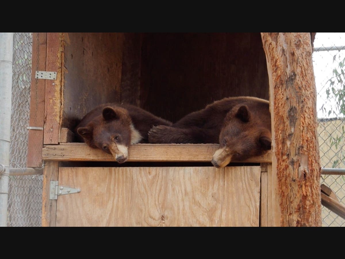 The brother and sister cubs arrived at the Ramona Wildlife Center on Aug. 18, 2021 after they were captured by the California Department of Fish and Wildlife in the Three Rivers area in Tulare County.