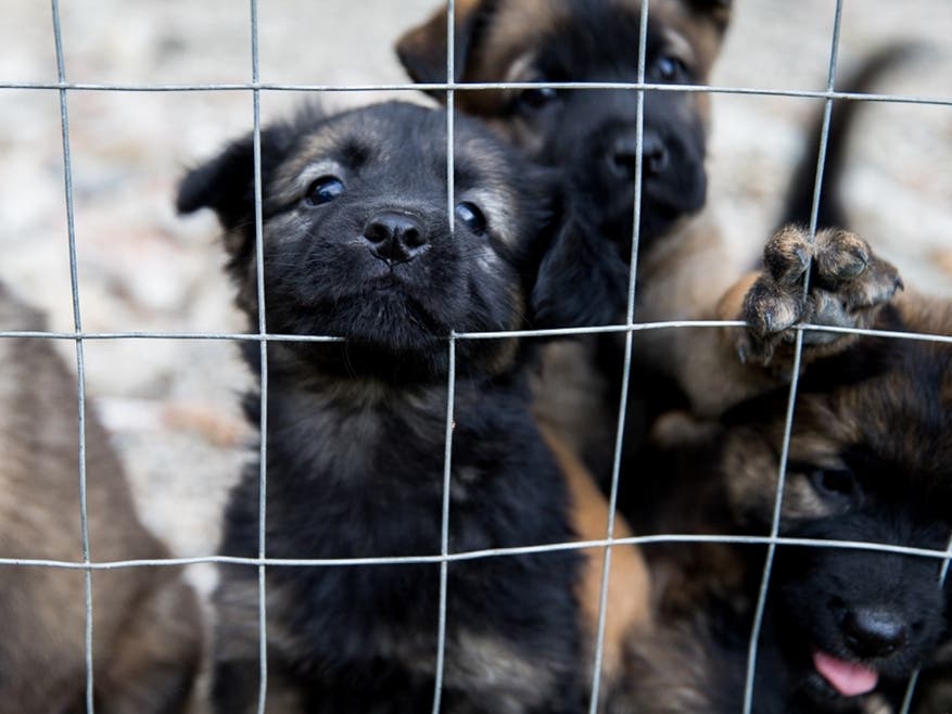 Fireworks Trigger Surge Of Lost Pets In San Diego County