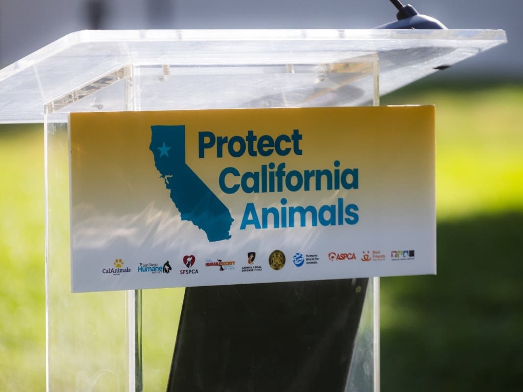 California has relatively strong laws governing the care, sale, transfer, sheltering, rescue, boarding and breeding of companion animals, but no single bureau is responsible for ensuring statewide compliance.