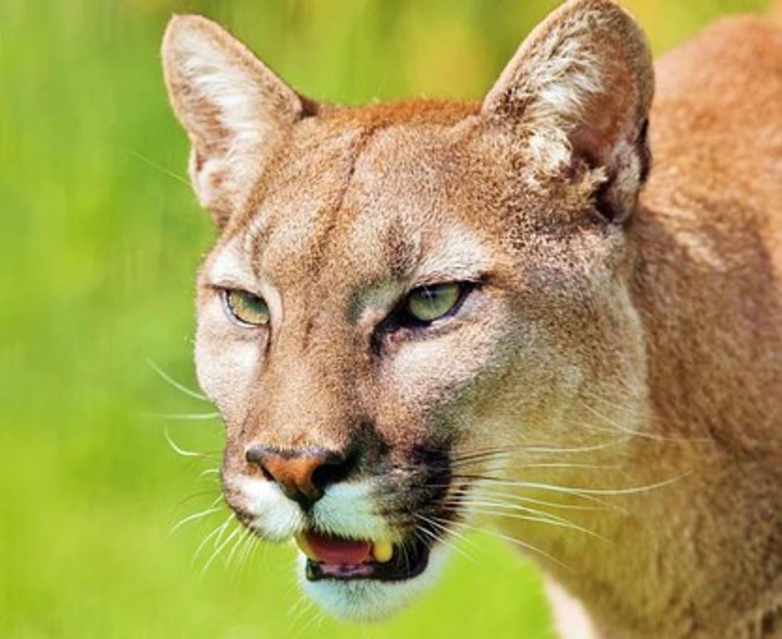 Mountain Lion Sighting Reported In Fairfield: Fire Related? | Suisun City,  CA Patch