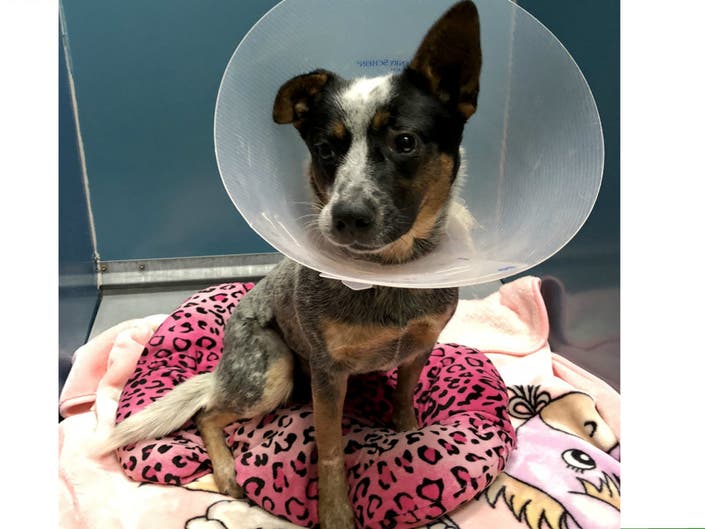 Amputee Cattle Dog 'Cookie' Ready For Her Forever Home