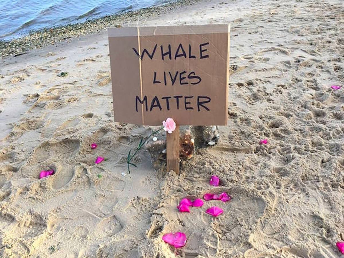 Both of the whales were 23-foot-long females. "This species faces the longest annual migration of any whale on earth."