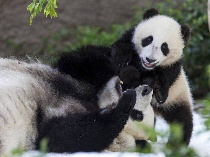A pair of giant pandas living at the San Diego Zoo as part of a conservation loan agreement with China will return home.