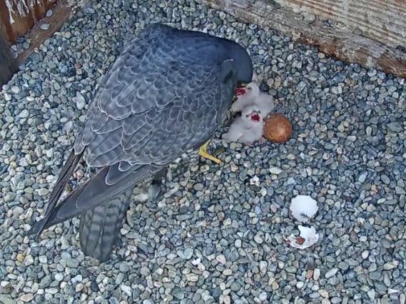 Two peregrine falcon chicks enjoying their very first lunch