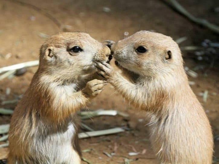 2 of the zoo's prairie dog pups.