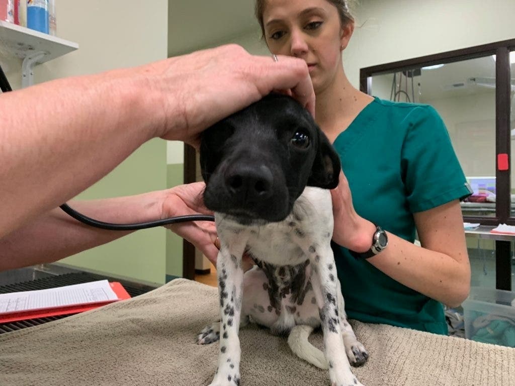 Puppy Recovering After Intricate Heart Surgery, Nearly Ready for Adoption in San Diego, CA.