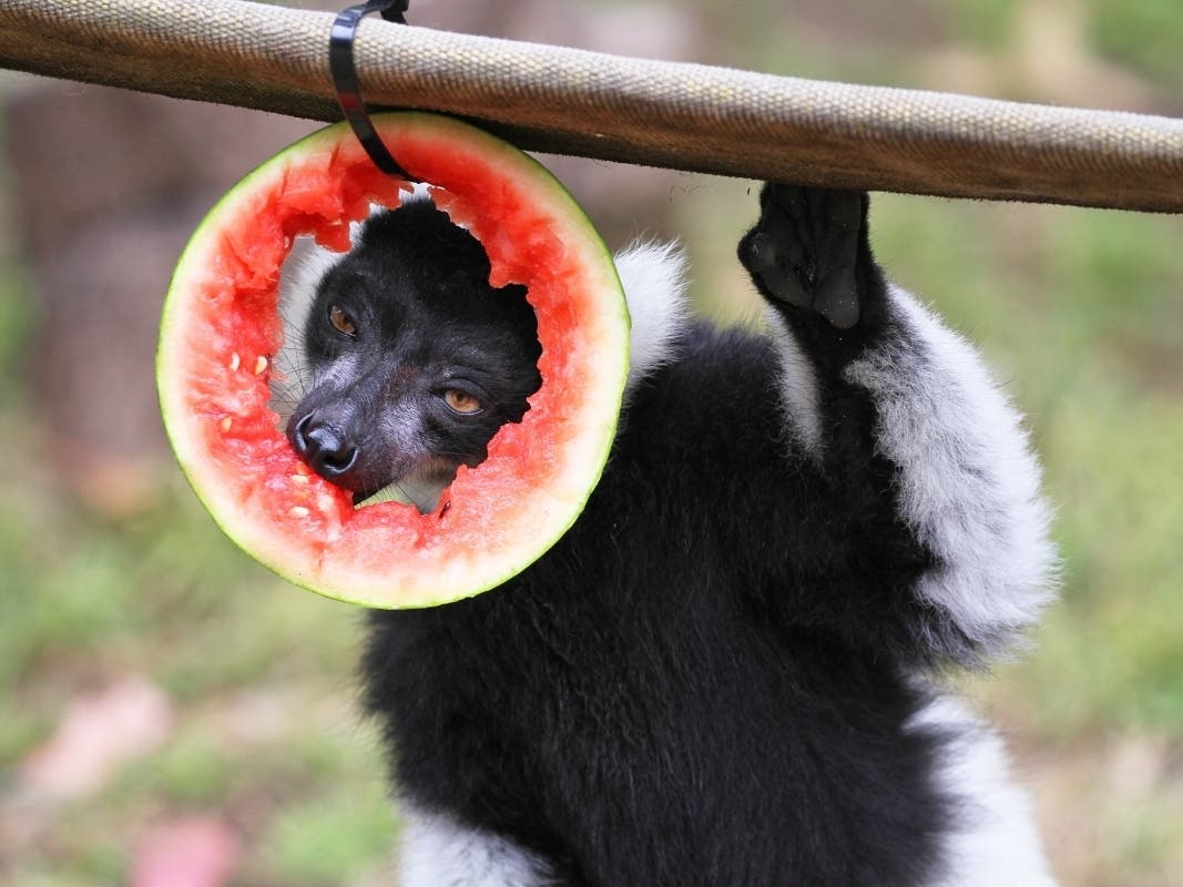 A Black and White Ruffed Lemur enjoys watermelon at the San Francisco Zoo