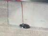 Poor Kitty! The hunkered cat was rescued by animal control, the CHP and Caltrans.