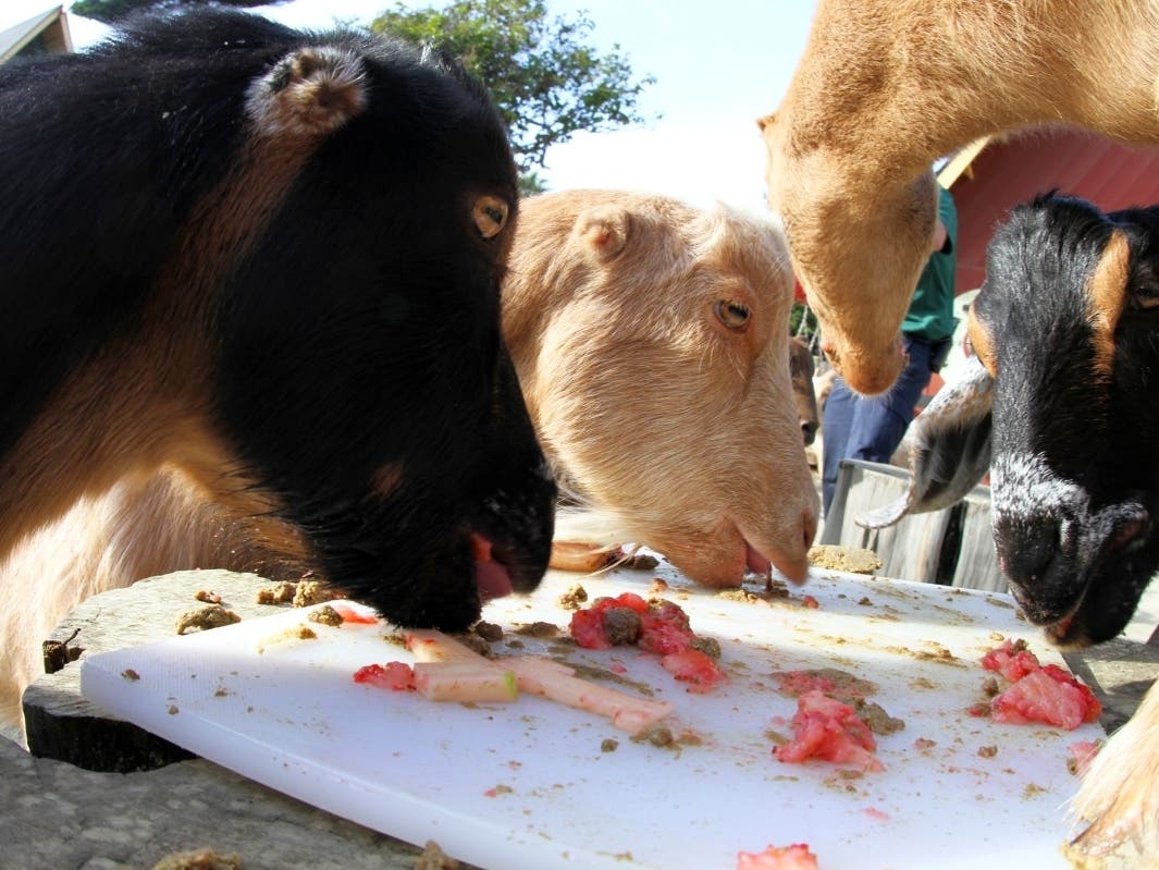 Will a goat be named Jimmy Garoppolo or Patrick Mahomes?