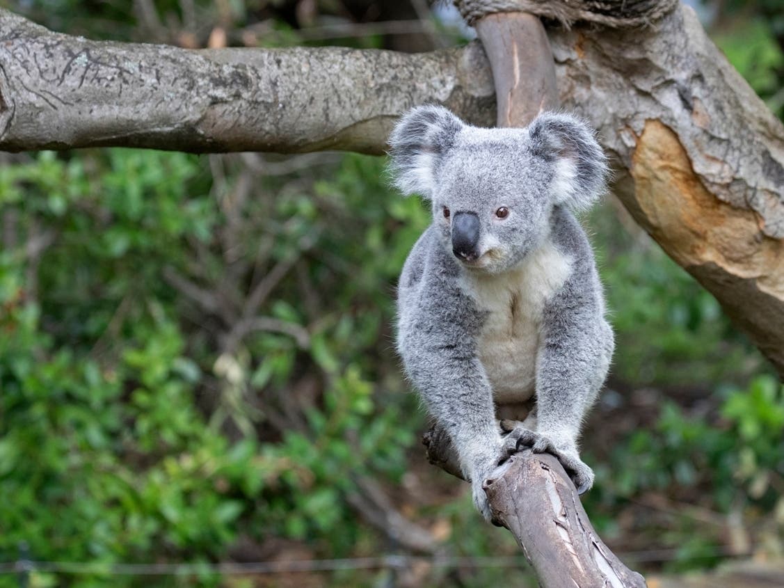 Meet Cobar Wollemi. Read below to find out the meaning of his two names. 