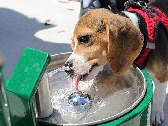The new park includes a pet fountain and relief area. 