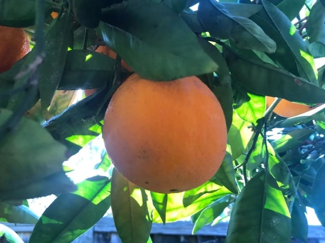 "On mature trees, it's important to water deeply and infrequently," said a regional arborist.