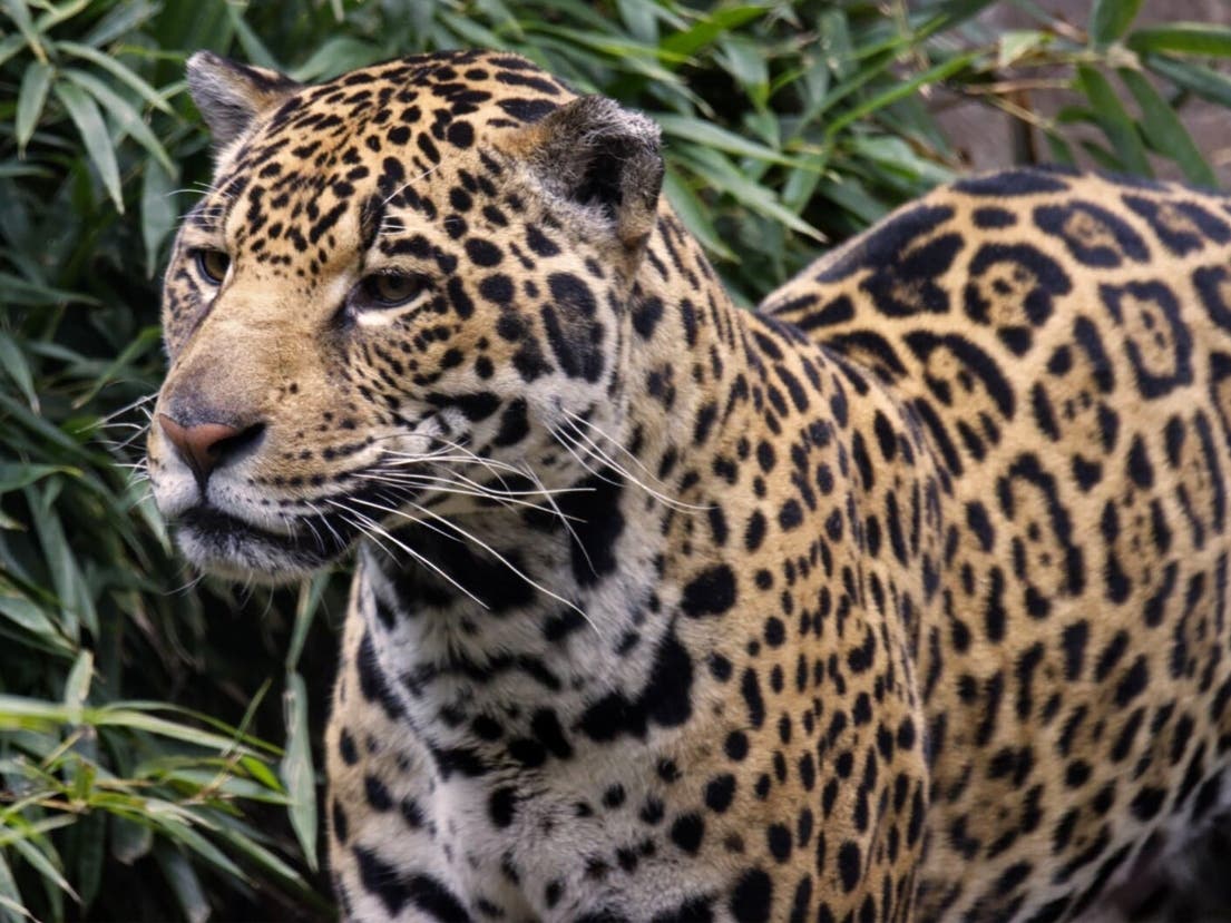 An 11-year-old male jaguar was transferred from the Sacramento Zoo to San Francisco Zoo & Gardens.
