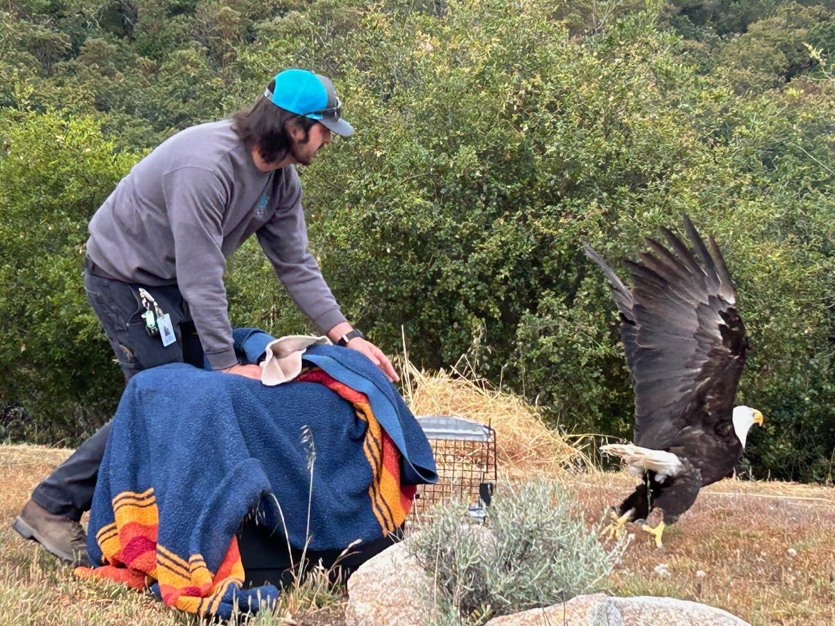 "Today, we released him back into the wild," the SPCA said.