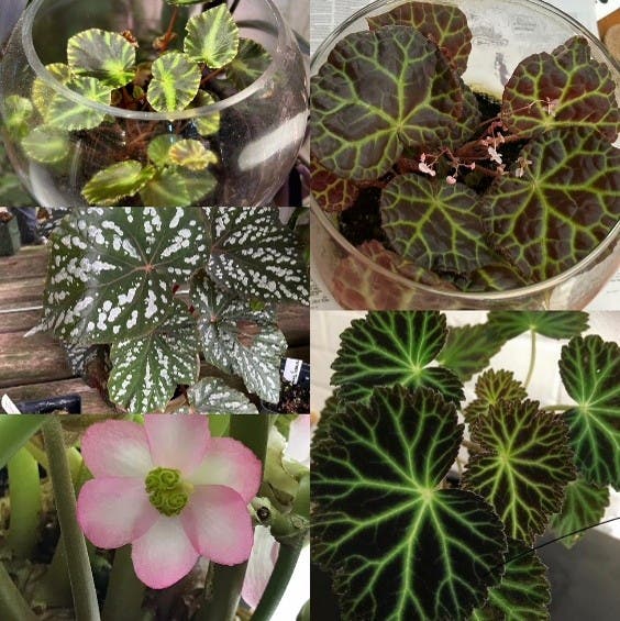 Invitation to Nashua Garden Club November Program:  "Begonias"