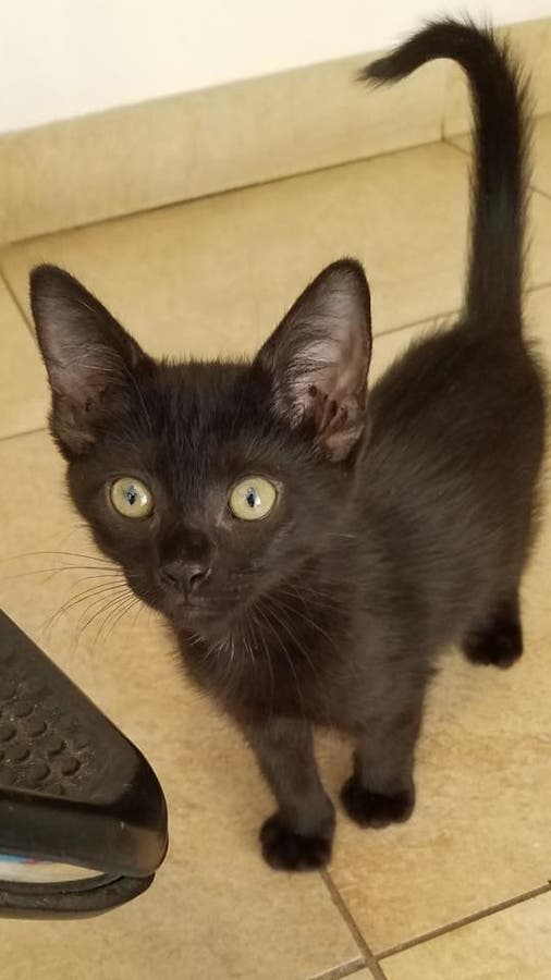 Hillsborough Pet Resource Center Shelter Near Capacity ...