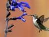 North Suburban YMCA’s Community Gallery is showcasing photography by Brian Kabat, this piece is called Hummingbird.