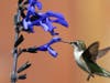 North Suburban YMCA’s Community Gallery is showcasing photography by Brian Kabat, this piece is called Hummingbird.